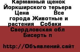 Карманный щенок Йоркширского терьера › Цена ­ 30 000 - Все города Животные и растения » Собаки   . Свердловская обл.,Бисерть п.